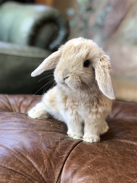 Free roam, used to kids and noise, working on litter box training. . Holland lop rabbits for sale near me